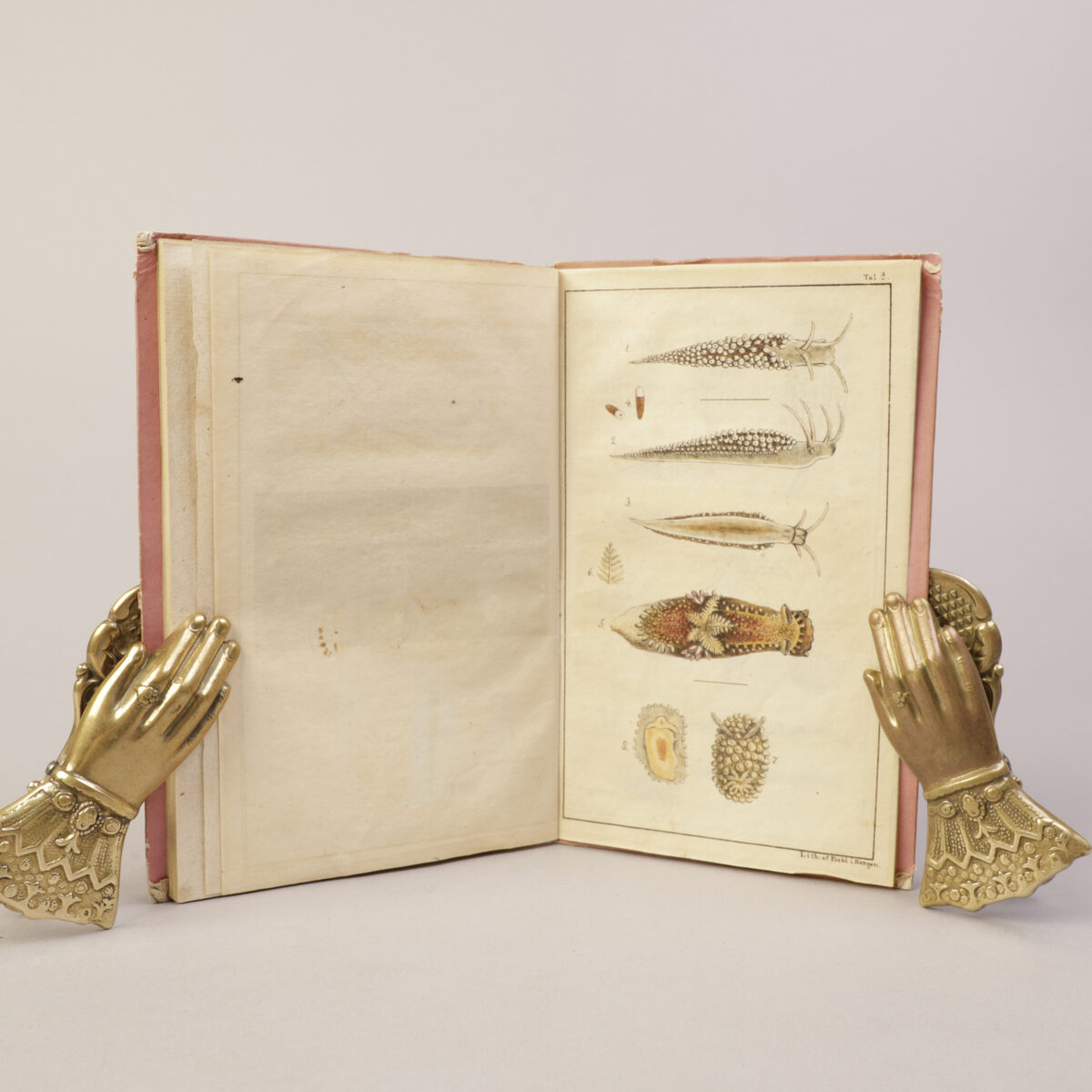 144) NATURHISTORIE – MICHAEL SARS