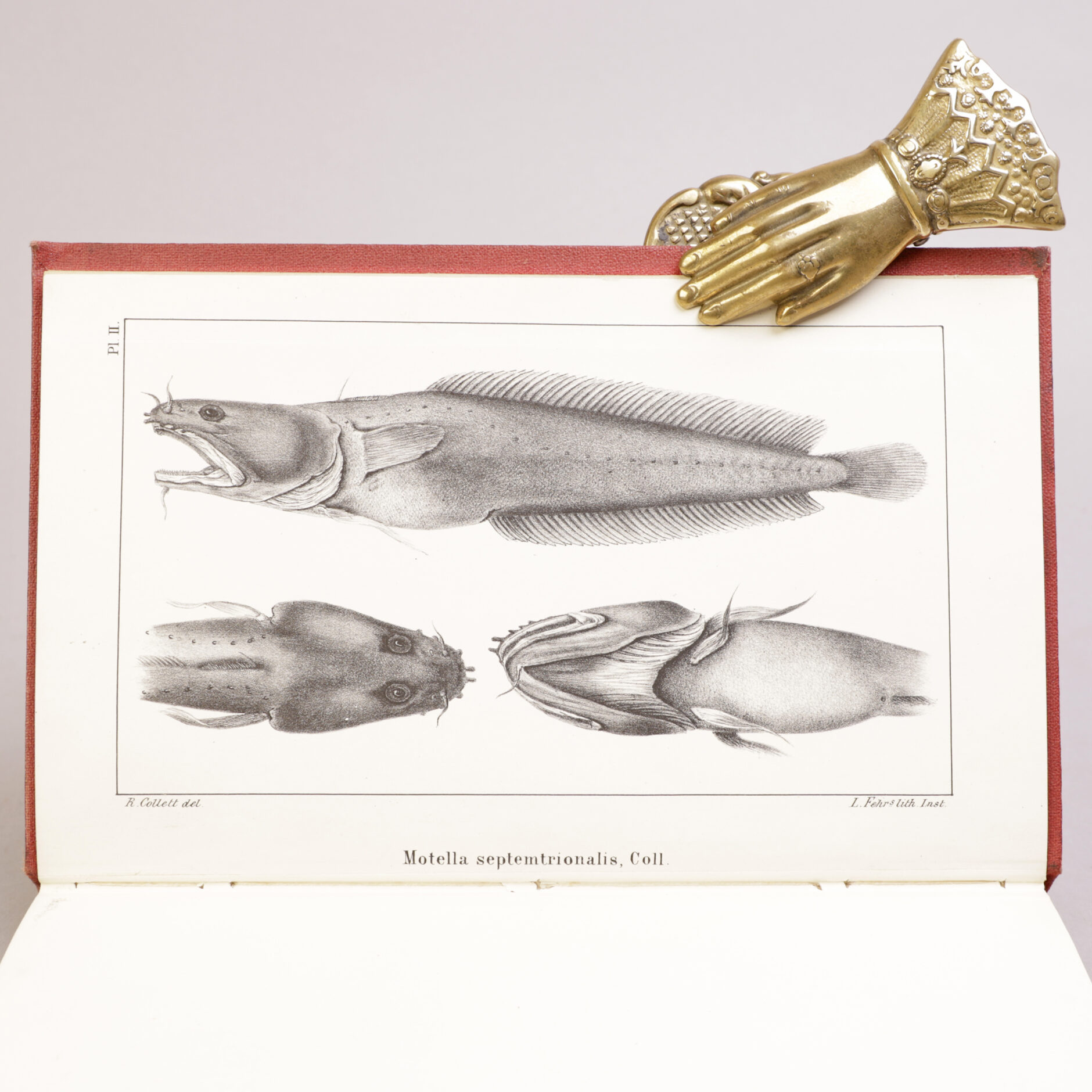 226) NATURHISTORIE - Bilde 4